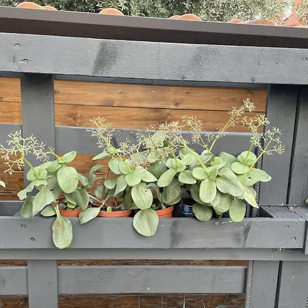 Casa Sivori Sul Di Garda Con Ampio Giardino Desenzano del Garda