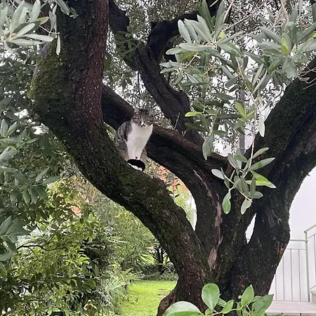 Lägenhet Casa Sivori Sul Di Garda Con Ampio Giardino Desenzano del Garda